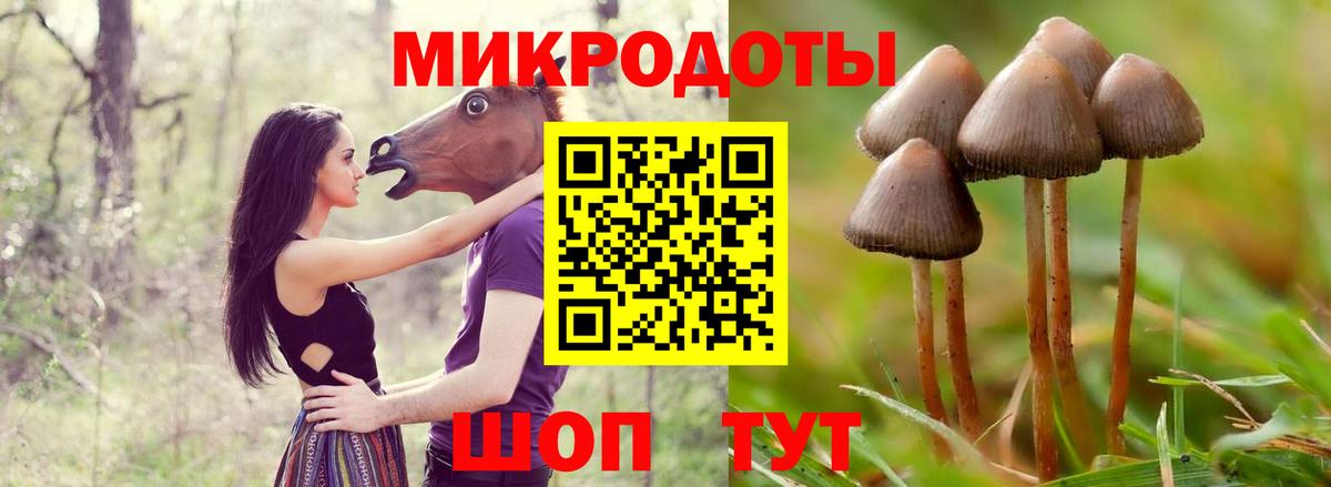 Тимашёвск  Псилоцибиновые грибы Psilocybe  Вход с VPN 